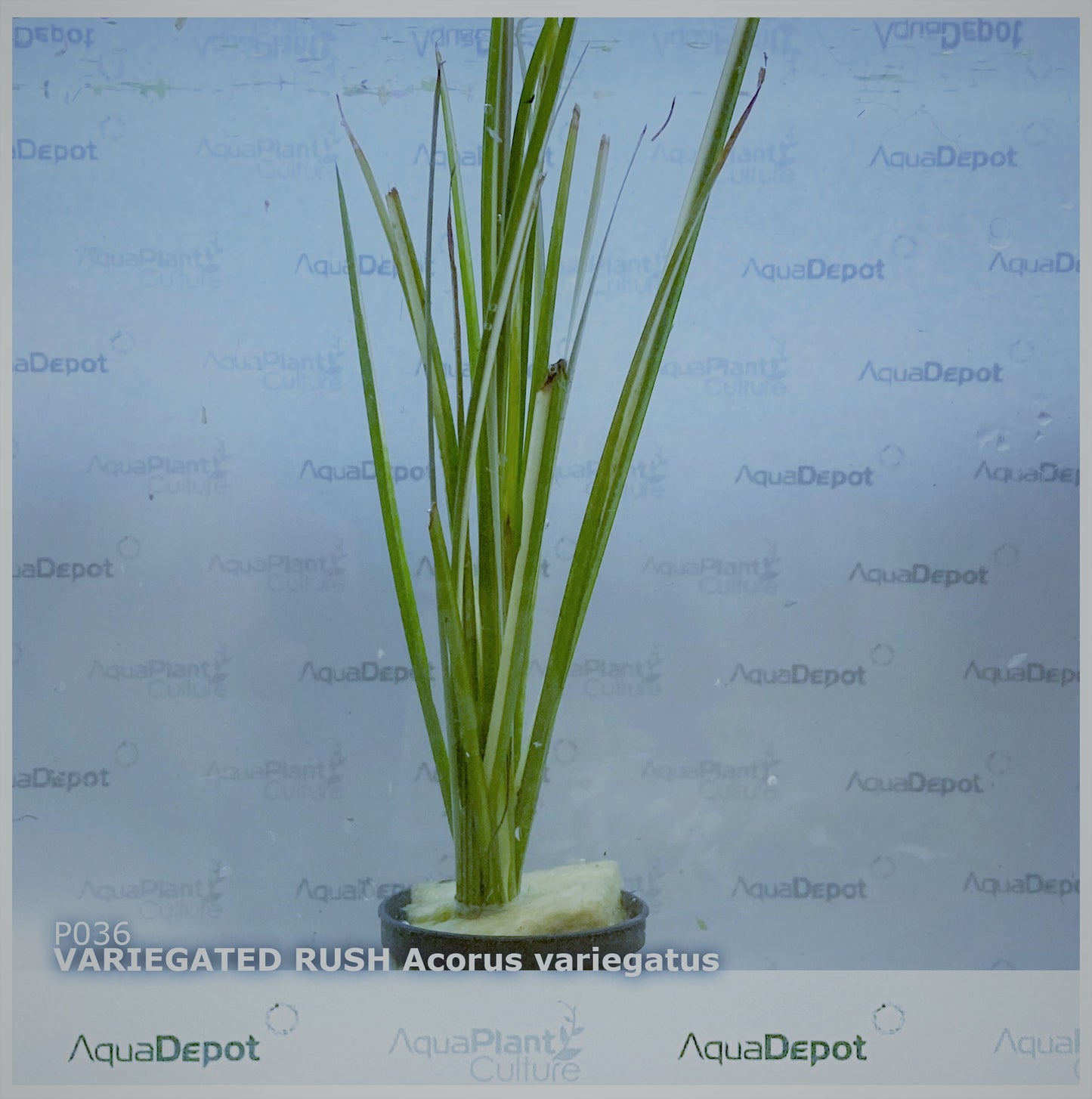 Acorus variegatus variegated rush