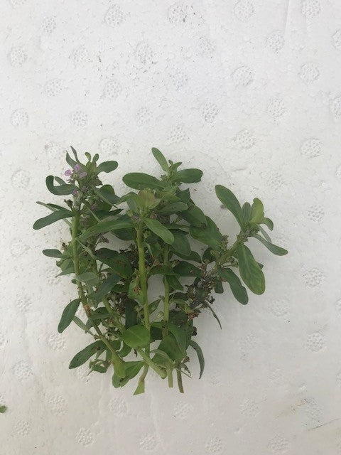 Ammania gracilis ‘Rose Leaf’