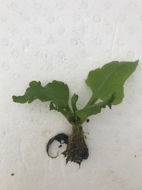 Ceratopteris pteridoides antler fern