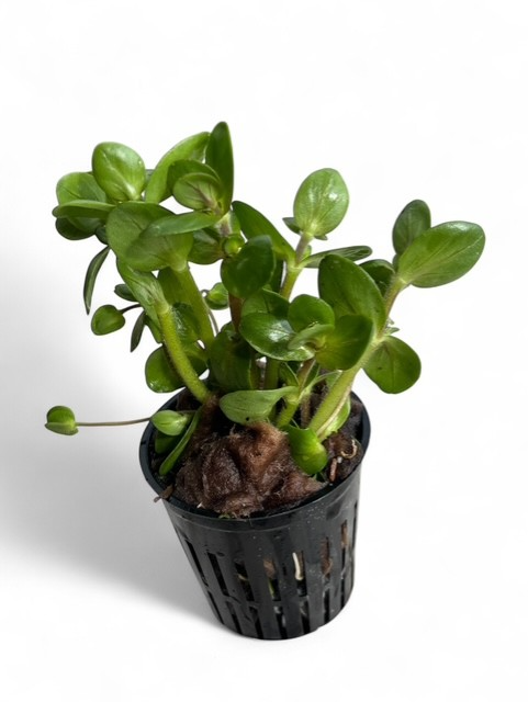 Bacopa salzmanni purple