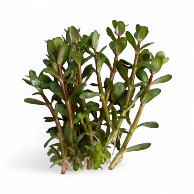 Rotala indica bonsai