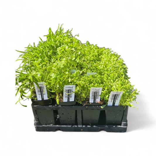 Carpet plant pack x 20 plants with FREE Plant Tray