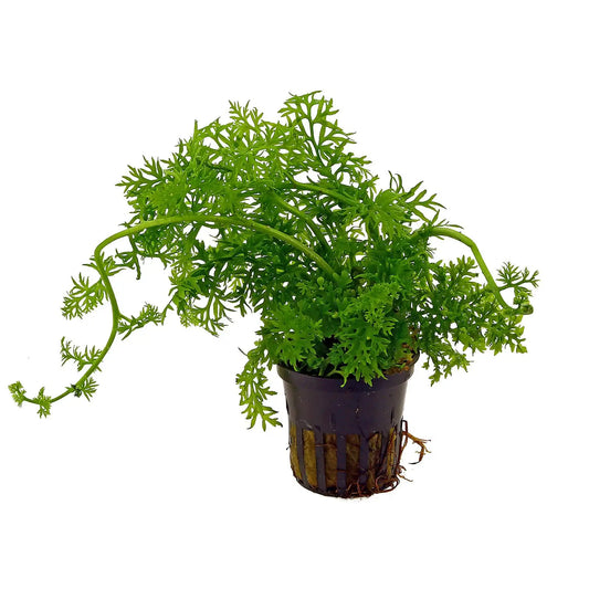 Ceratopteris thalictroides "Sprite Fine"