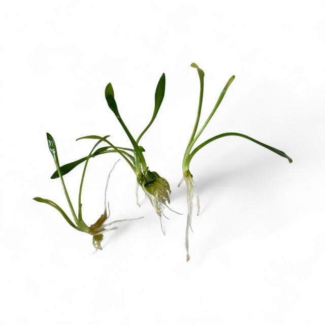 Cryptocoryne parva bare root x 3 Buy