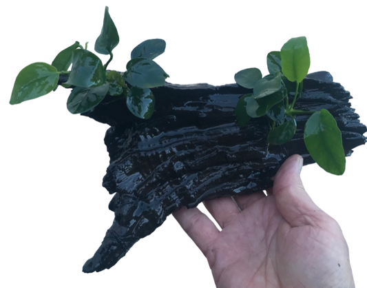 Decor Driftwood Anubias