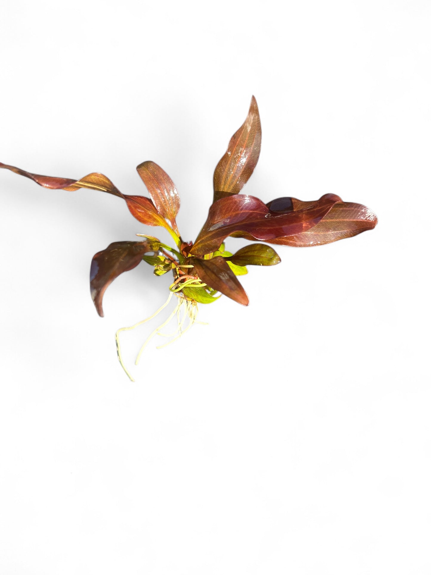 Echinodorus radican 'Big Bear'