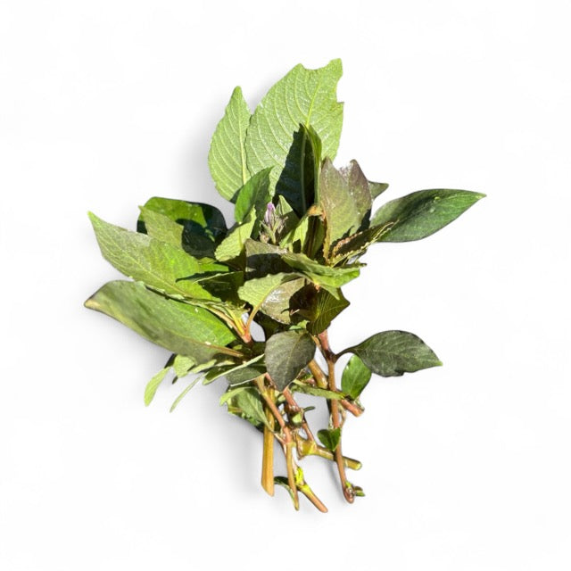 Nomaphilia corymbosa green temple