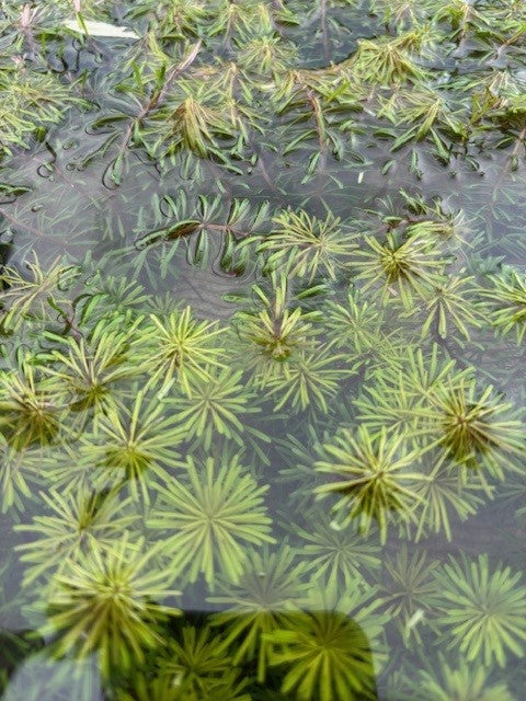 Myriophyllum 'Guyana'