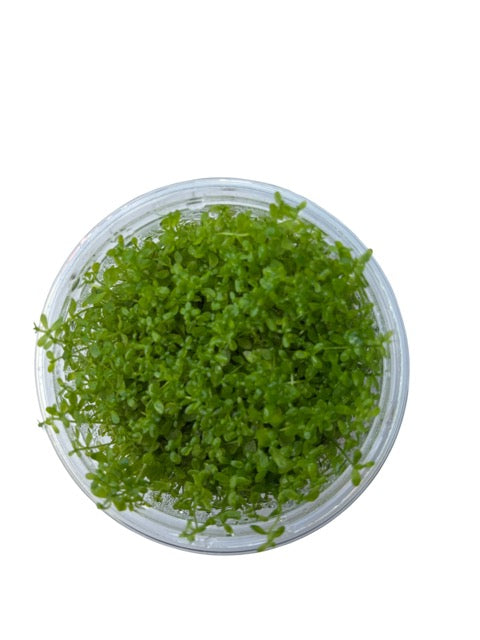 Tissue Culture Cup Hemianthus micranthemoides Baby Tears narrow