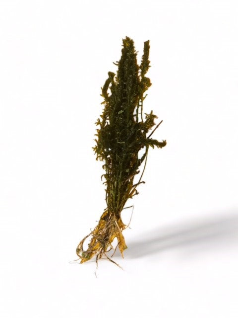 Hydrilla verticillata (elodia substitute)