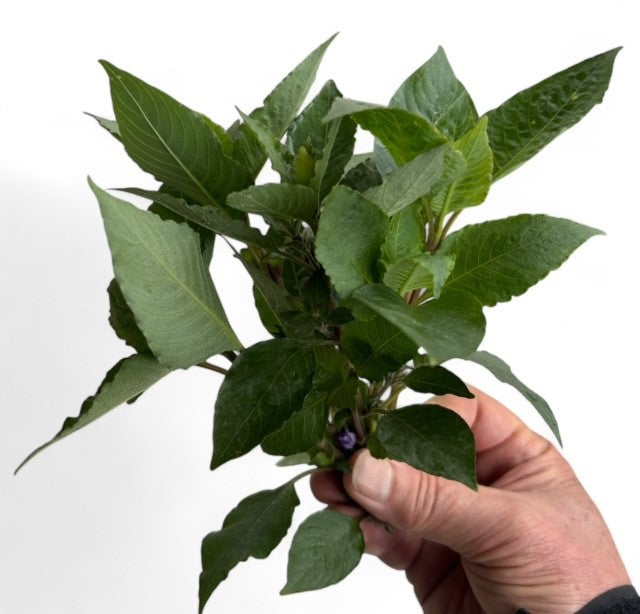 Hygrophila corymbosa "Compact"