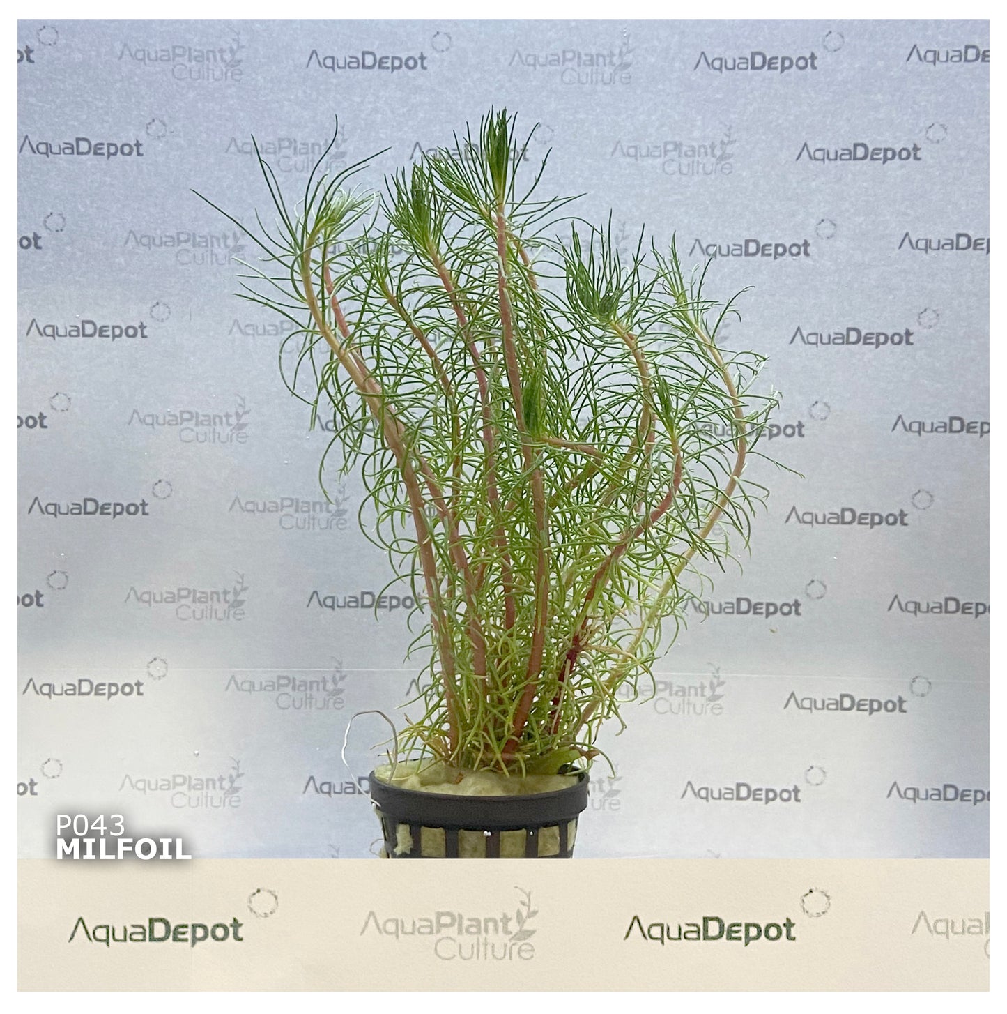Myriophyllum papillosum (Milfoil) red