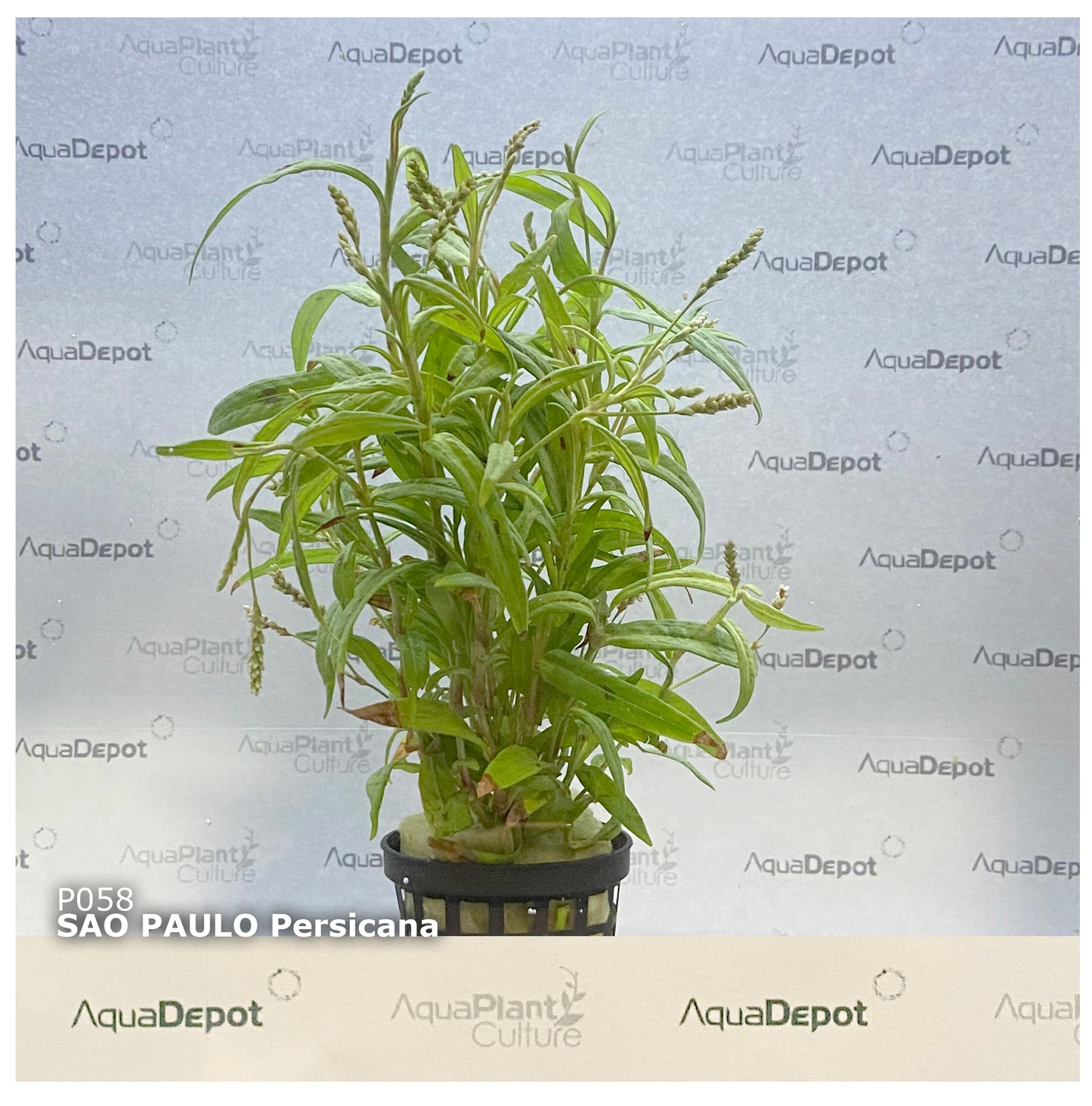 Persicaria maculosa "Sao Paulo"