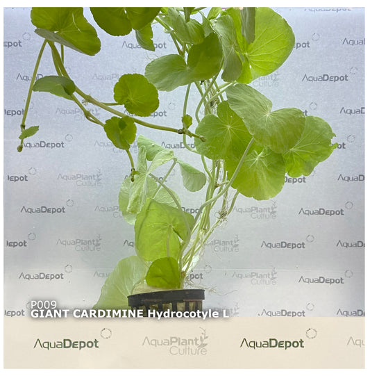 Cardamine leucocephala Giant Cardamine (Pennywort)