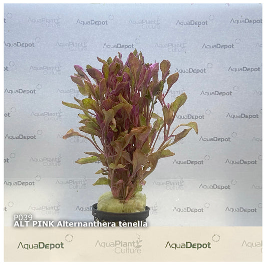 Alternanthera tenella pink