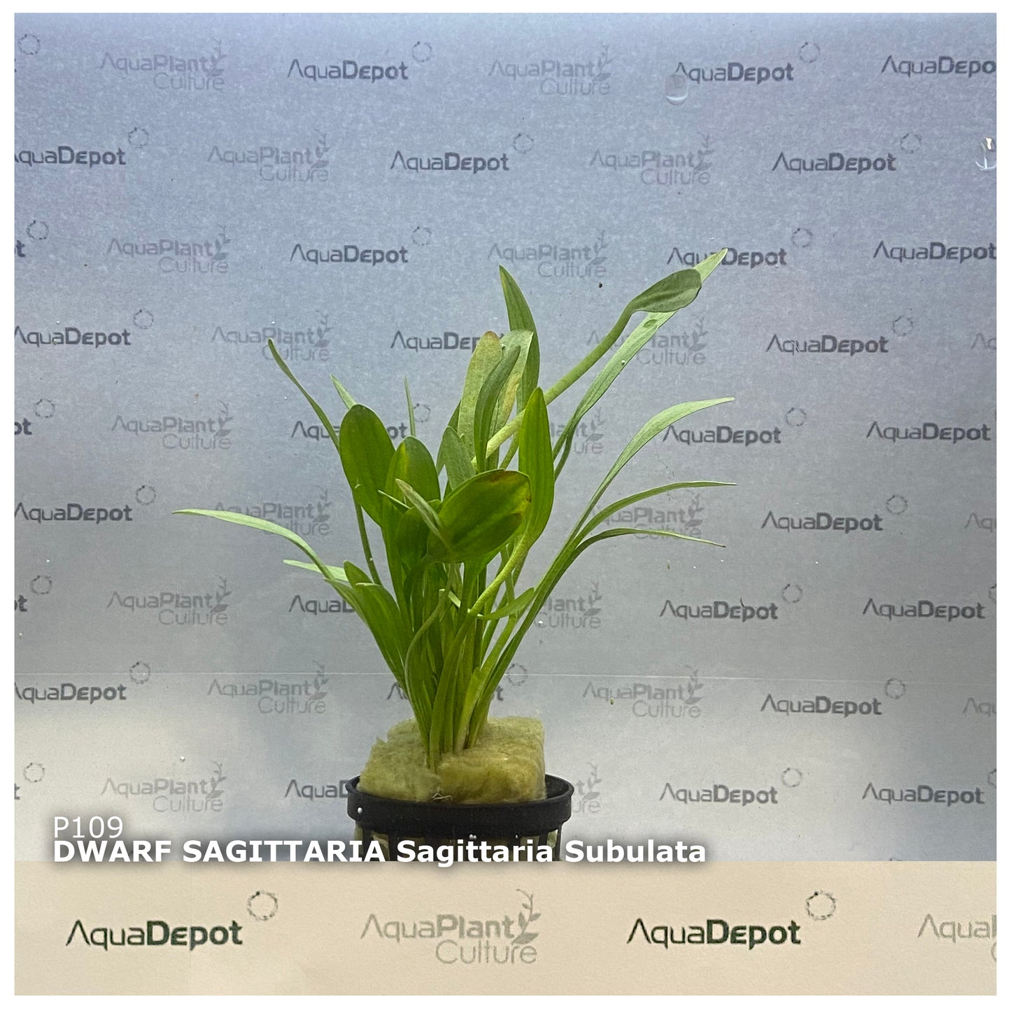Sagittaria subulata