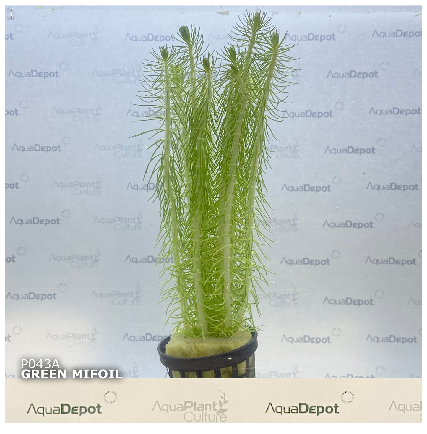 Myriophyllum crispatum Green Milfoil
