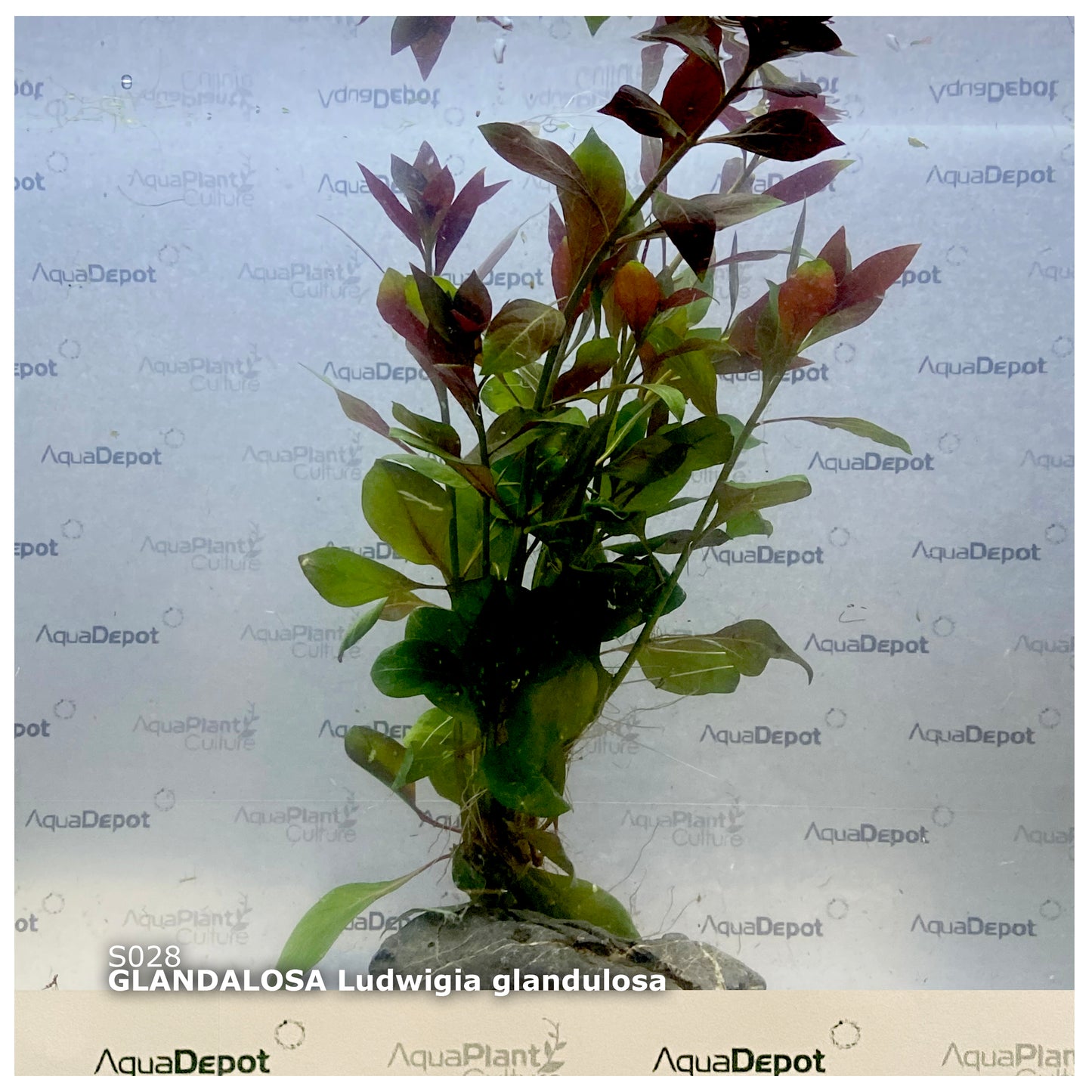 Ludwigia repens ‘Rubin’