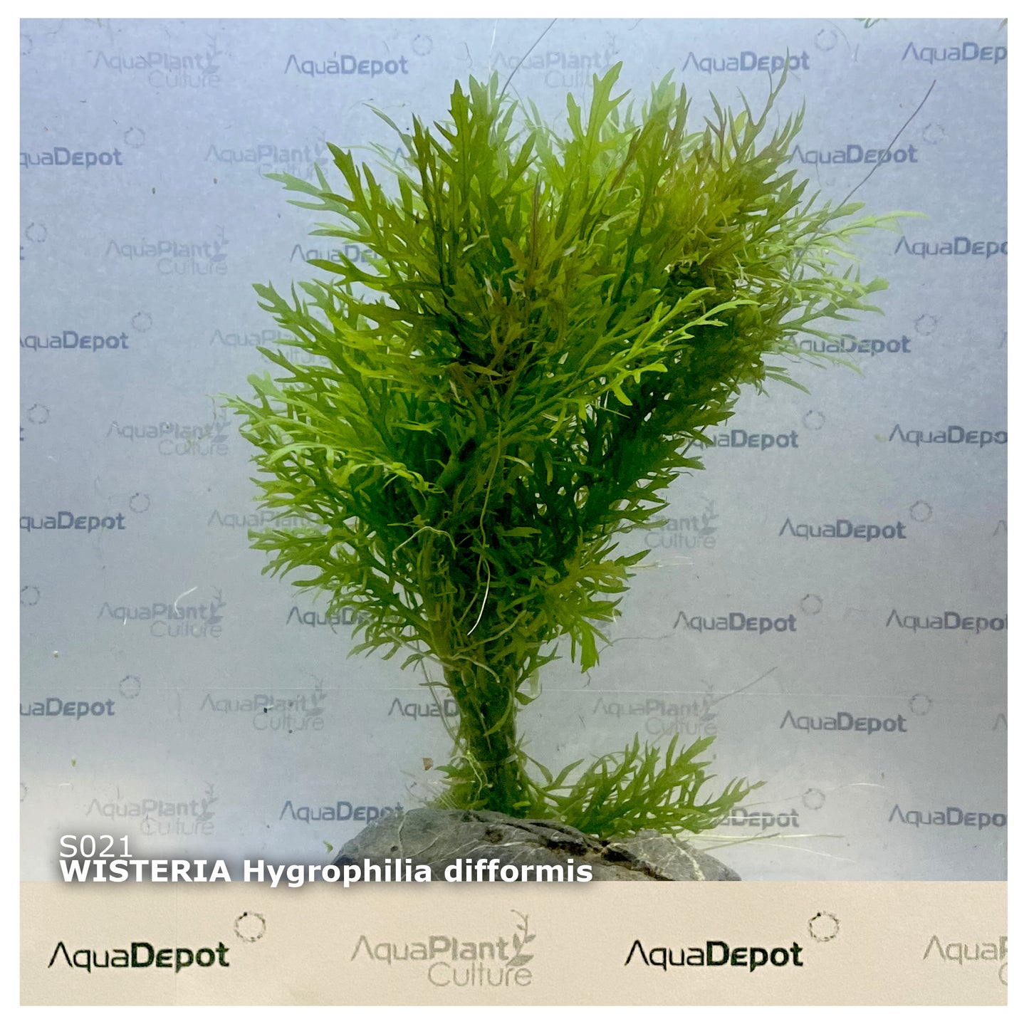 Hygrophilia difformis (Wisteria)