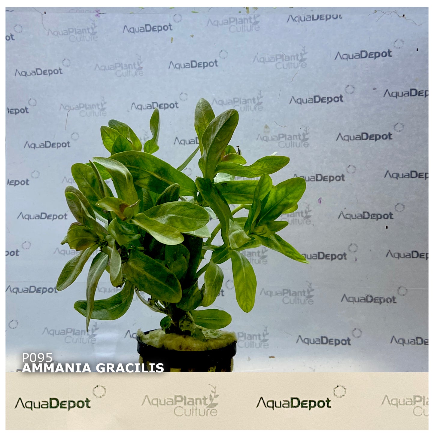 Ammania gracilis ‘Rose Leaf’