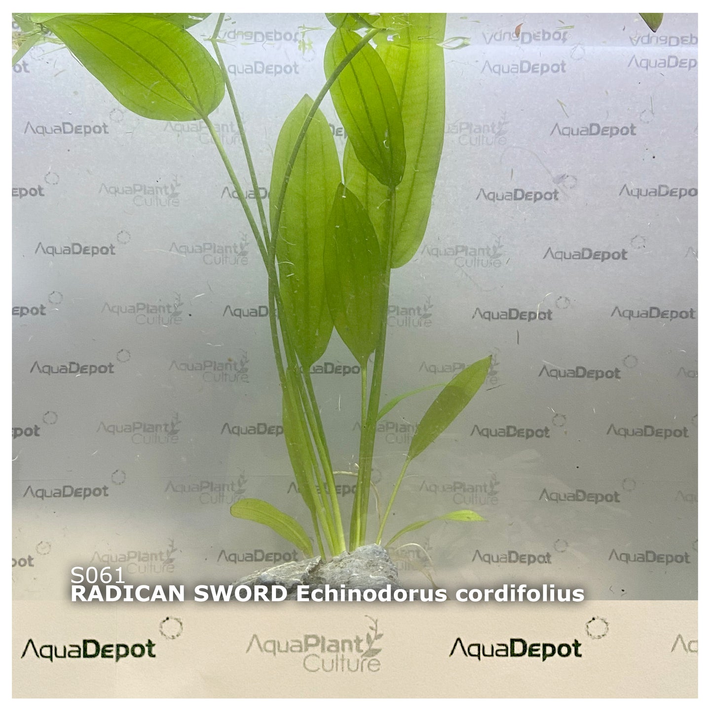 Echinodorus cordifolius Radican Sword