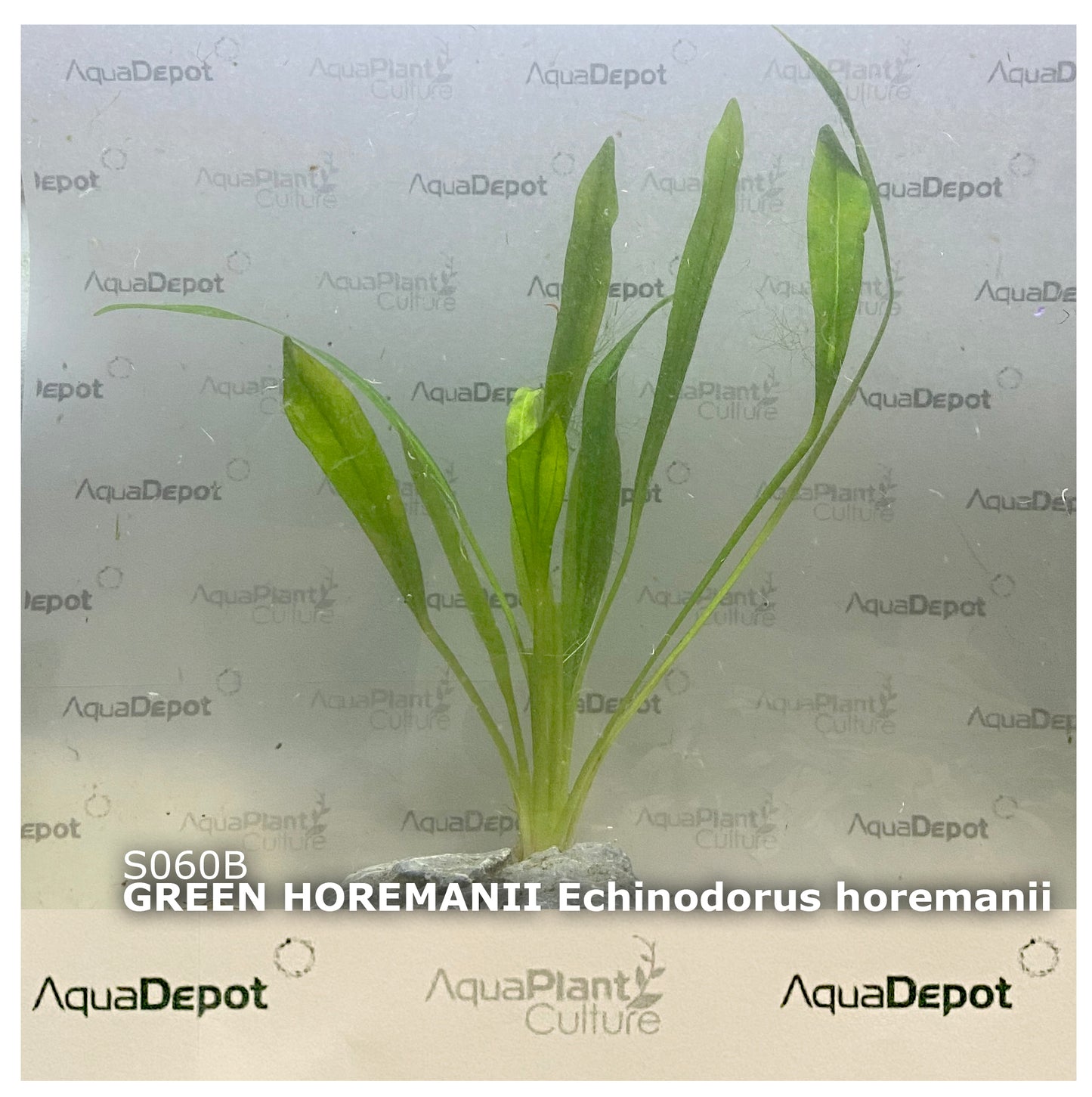 Echinodorus horemanii Green Horemanii