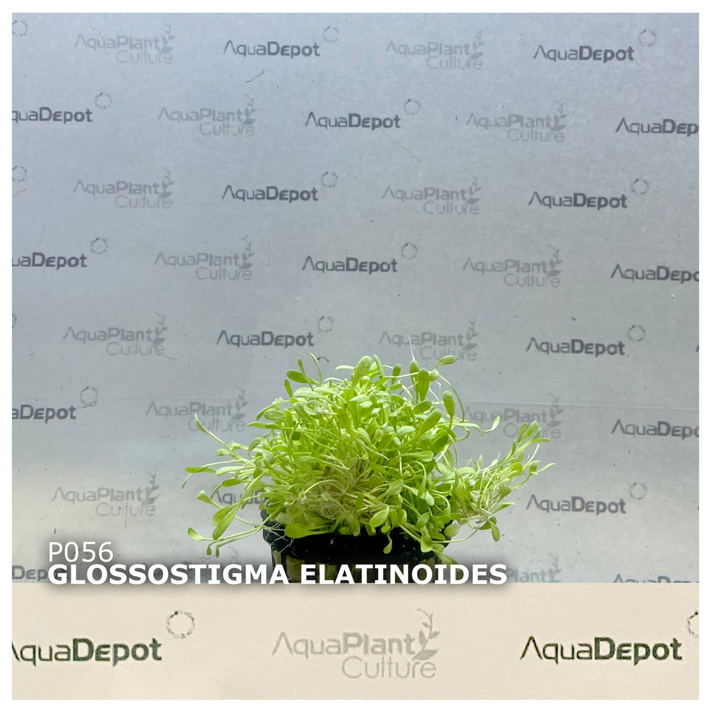 Glossostigma elatinoides