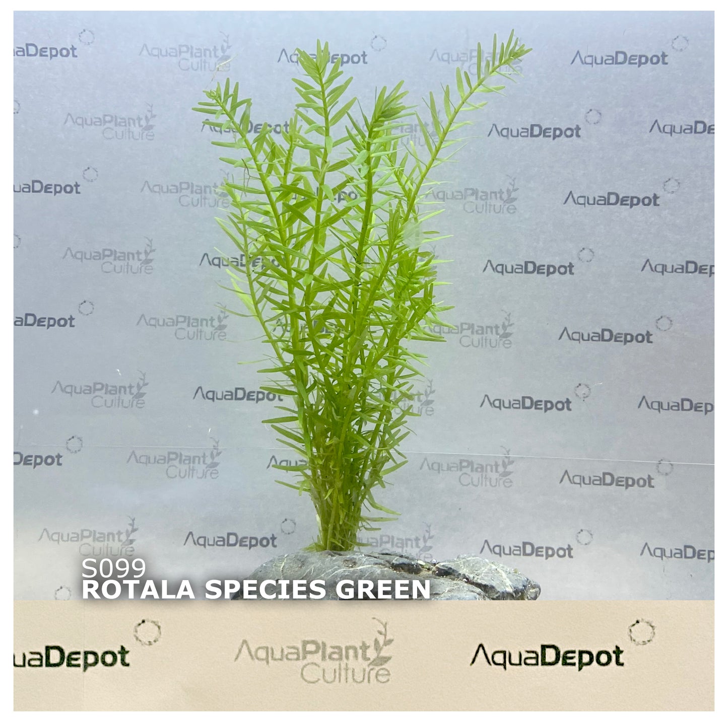 Rotala species green