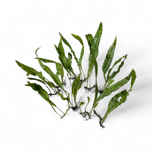 **SPECIAL** Microsorum pteropus Java Fern x 10 Buy