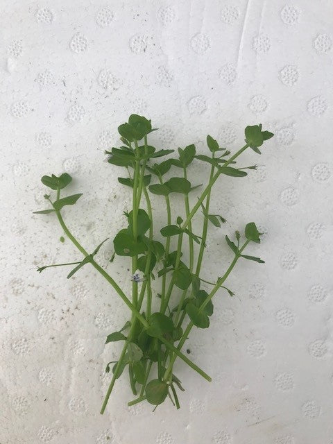 Lindernia rotundifolia