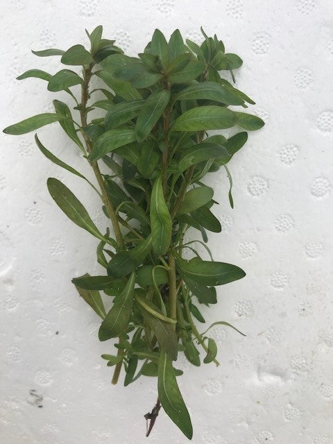 Ludwigia inclinata
