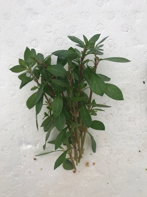 Ludwigia repens