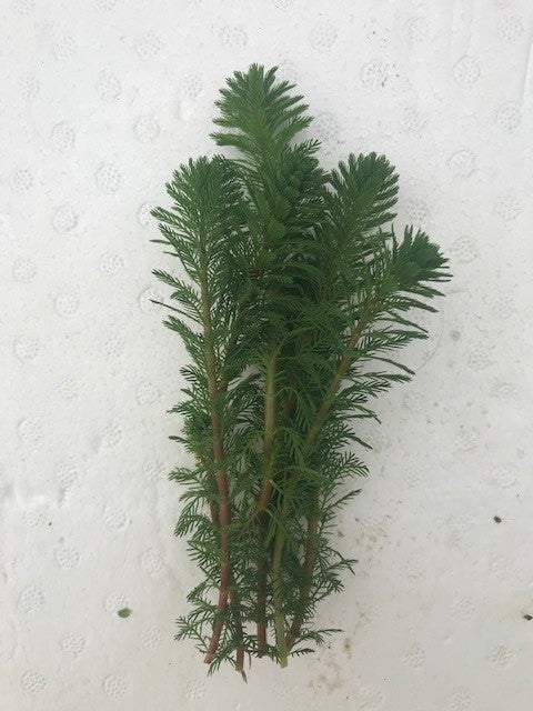 Myriophyllum sp. Roraimi Bronze Milfoil
