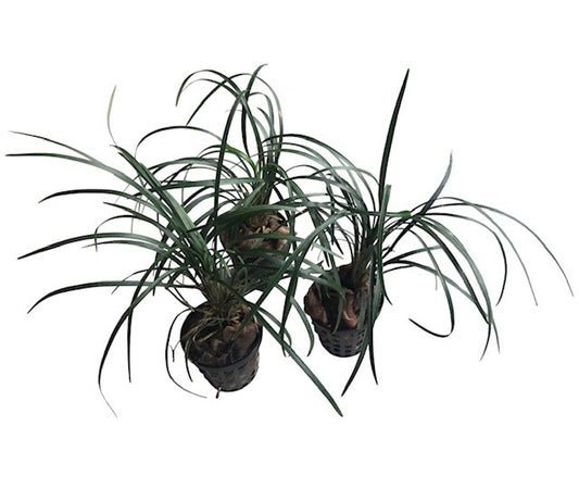 Ophiopogon japonicus
