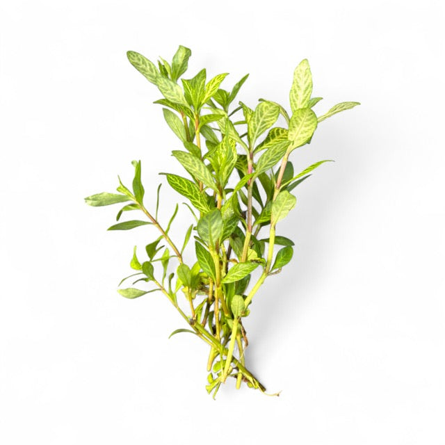 Hydrophilia rosanervis Pinkpoly