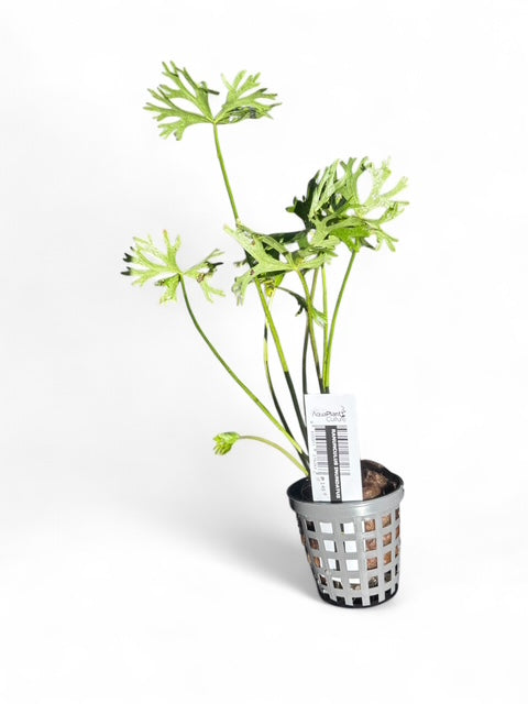 Ranunculus inundates