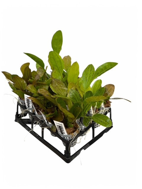 Echinodorus Emersed Sword Plant Pack with FREE Plant Tray