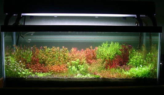 * SUBMERSED 40 * (submersed bunch x 40) FREE SHIPPING