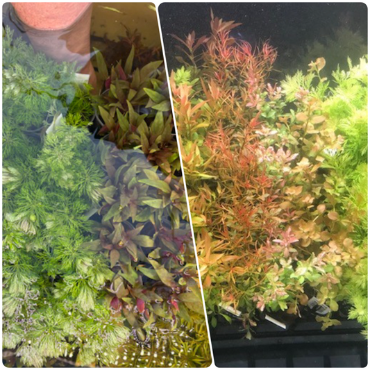 * SUBMERSED 80 * (submersed potted x 80) FREE SHIPPING AUSTRALIA WIDE