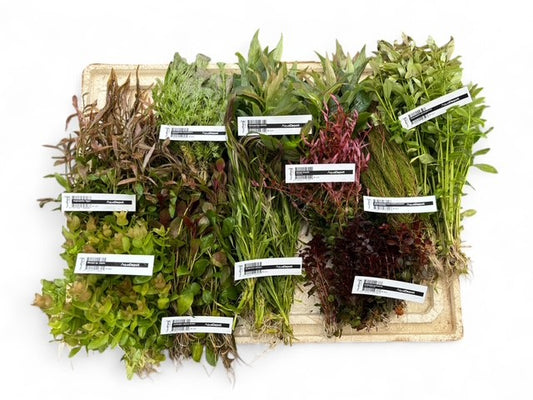 * SUBMERSED 80 * (submersed bunch x 80) FREE SHIPPING AUSTRALIA WIDE