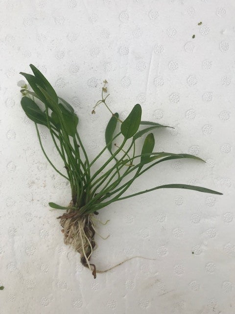 Sagittaria subulata