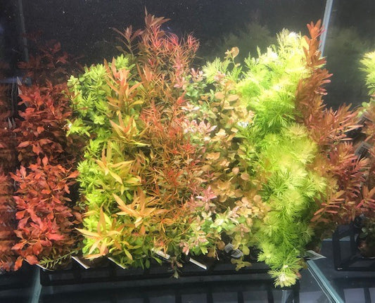 * SUBMERSED 40 * POTTED - Pro Sub 40 Pack - FREE FREIGHT AUSTRALIA WIDE