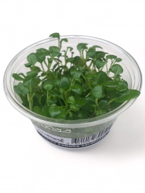 Tissue Culture Cup Lobelia cardinalis