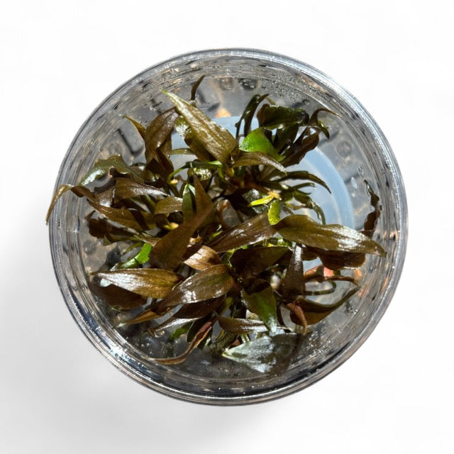 Tissue Culture Cup Cryptocoryne mioya