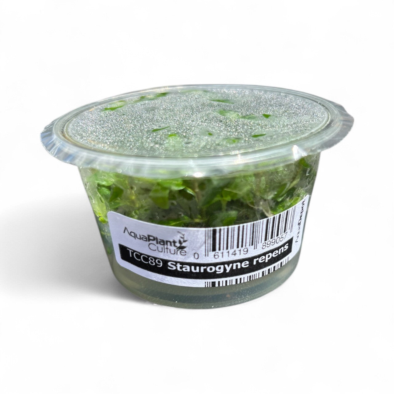 Tissue Culture Cup Staurogyne repens