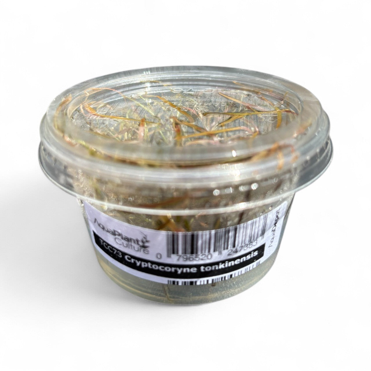 Tissue Culture Cup Cryptocoryne tonkinensis