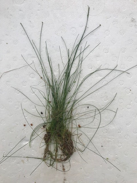 Eleocharis vivipara umbrella hair grass