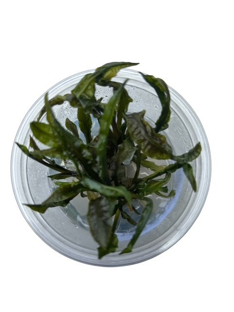Tissue Culture Cup Cryptocoryne Crispatula Balansae