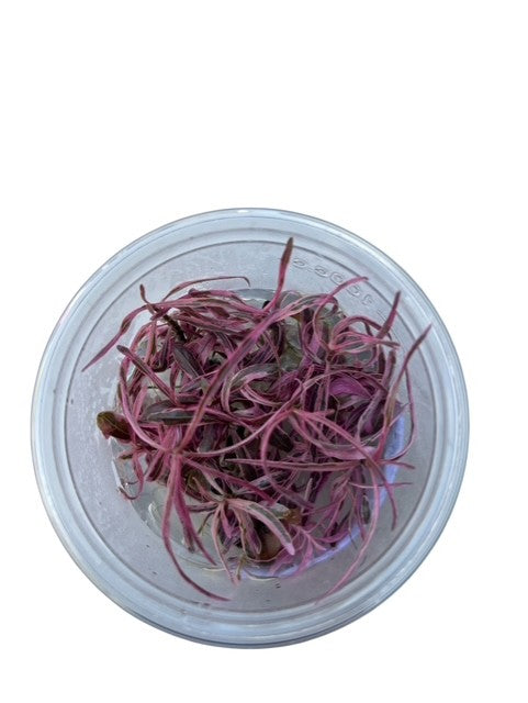 Tissue Culture Cup Hygrophila sp 'Chai'
