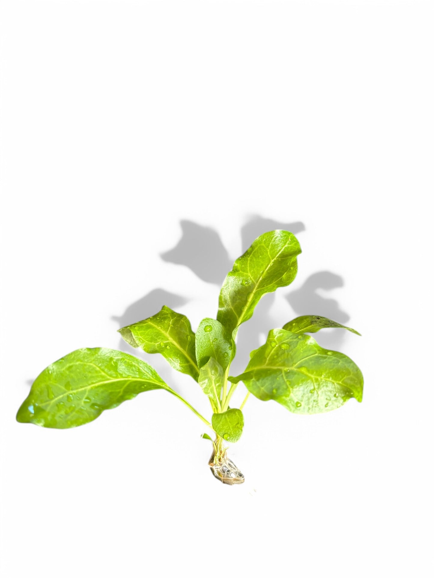 Samolus parviflorus green